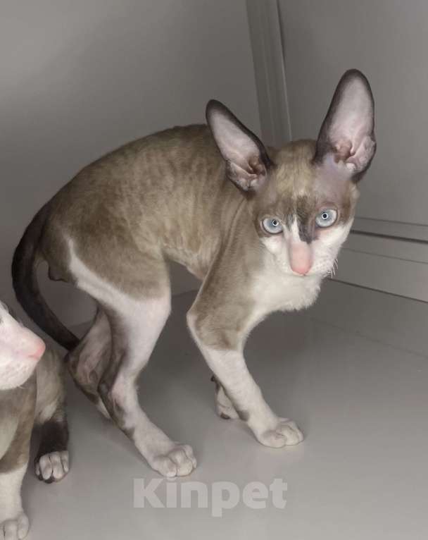 Кошки в Ростове-на-Дону: Котенок Корниш-рекс Мальчик, 45 000 руб. - фото 4