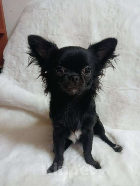 Собаки в Новосибирске: Щенок Чихуахуа Девочка, 85 000 руб. - фото 1