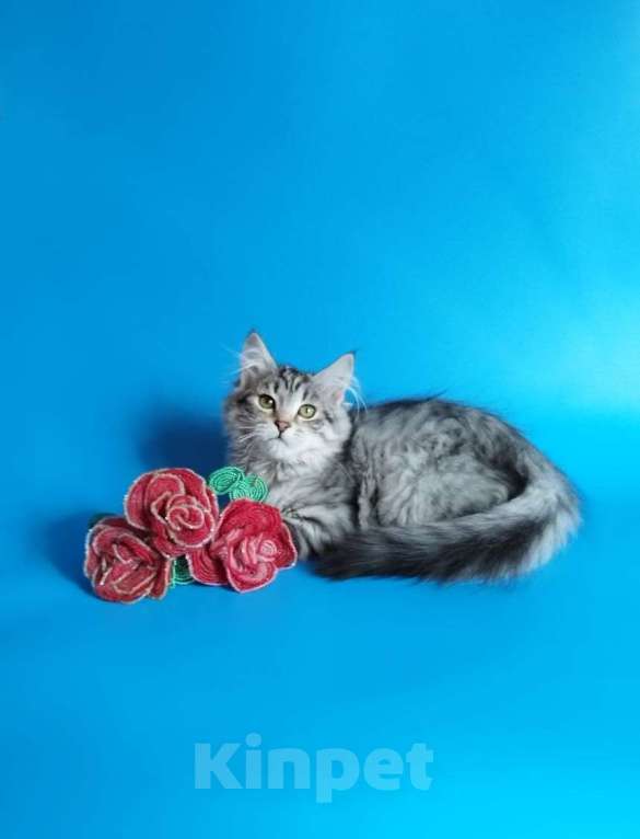 Кошки в Саратове: Сибирский котенок Девочка, Бесплатно - фото 2