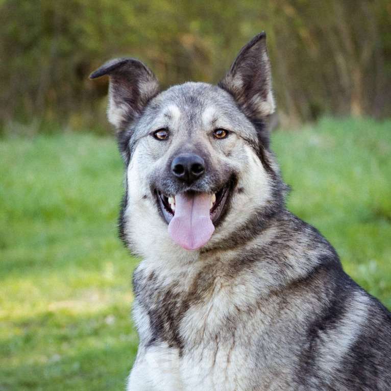Собаки в Москве: Соня - Самая преданная собака для своего человека Девочка, Бесплатно - фото 8