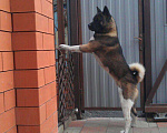 Собаки в Армавире: Вязка, Бесплатно - фото 4