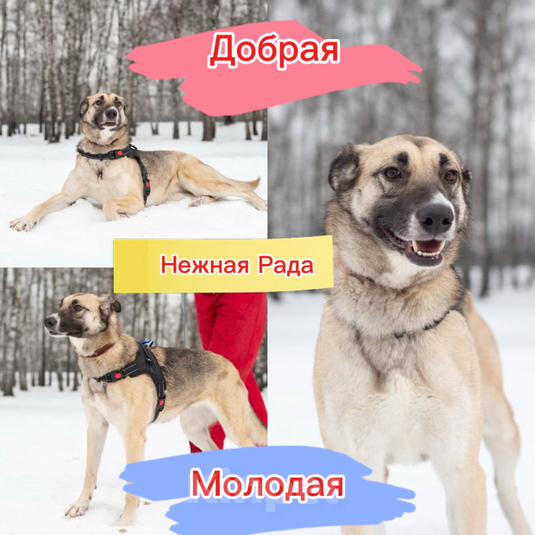Собаки в Москве: Нежная Рада из приюта Девочка, Бесплатно - фото 1