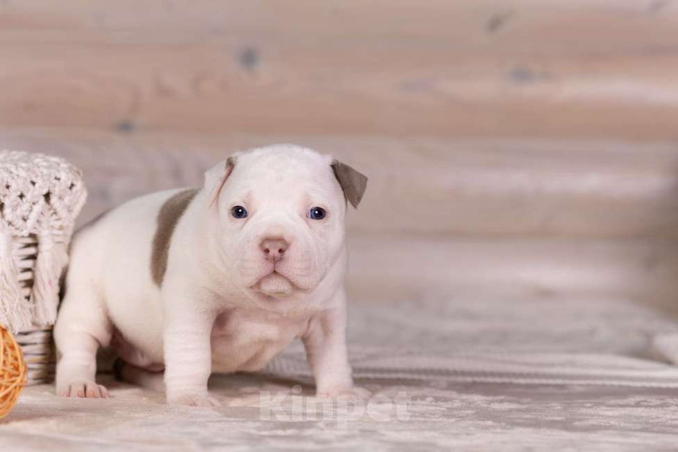 Собаки в Королеве: Американский булли Девочка, 150 000 руб. - фото 9