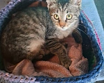 Кошки в Калуге: Котёнок в добрые руки Девочка, Бесплатно - фото 4