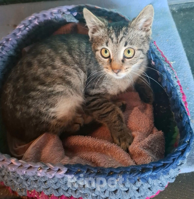 Кошки в Калуге: Котёнок в добрые руки Девочка, Бесплатно - фото 4