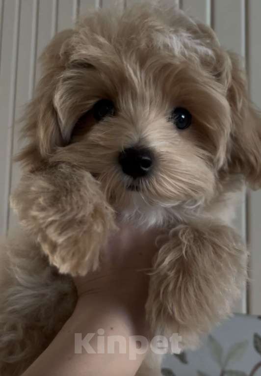 Собаки в Москве: Щенок мальтипу мальчик Мальчик, 110 000 руб. - фото 3