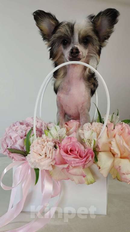 Собаки в Липецке: Голая миниатюрная девочка Девочка, 60 000 руб. - фото 4