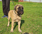 Собаки в Подольске: Щенок бульмастифа Мальчик, Бесплатно - фото 6