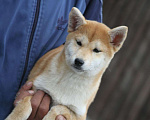 Собаки в Оренбурге: Девочка сиба  Девочка, 40 000 руб. - фото 2