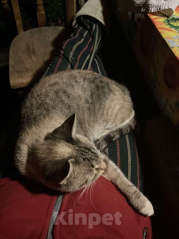 Кошки в Москве: Кошечка — ласковая красотка! Девочка, Бесплатно - фото 5