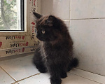 Кошки в Москве: 🐱 Ищем дом для милого доброго котёнка! 🐱 Мальчик, Бесплатно - фото 4
