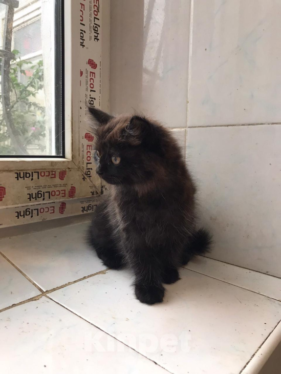 Кошки в Москве: 🐱 Ищем дом для милого доброго котёнка! 🐱 Мальчик, Бесплатно - фото 4