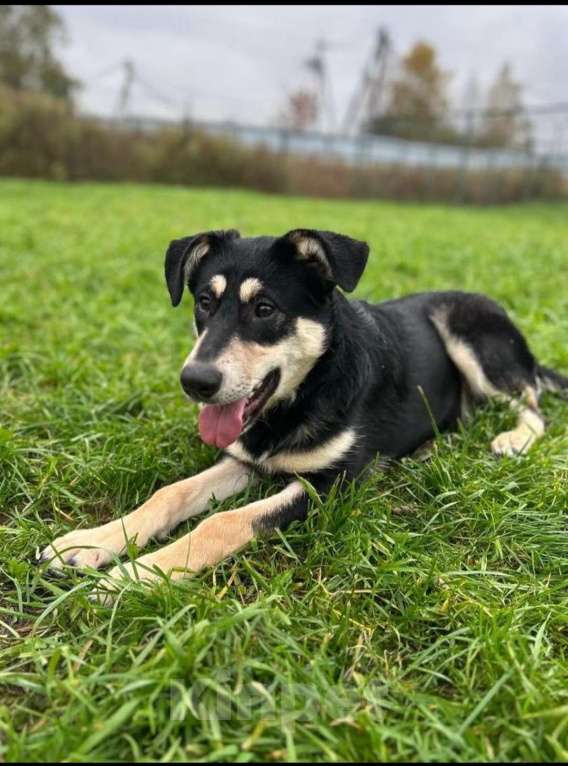 Собаки в Истре: Молодая красивая умная собака ищет дом и добрую семью Девочка, Бесплатно - фото 5