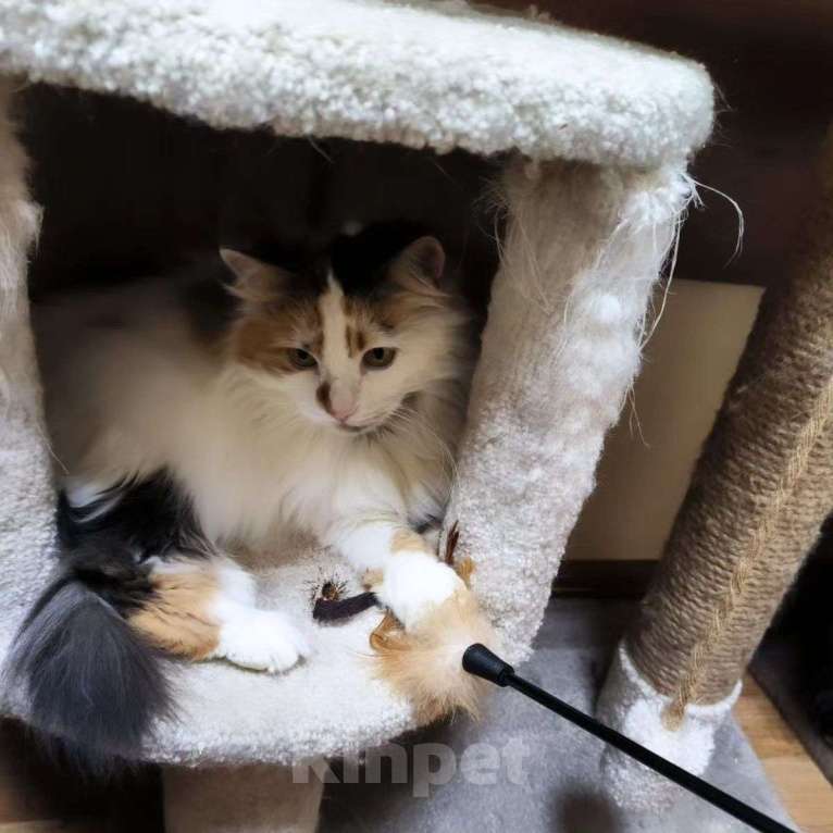 Кошки в Москве: Таких, как Муся, не выбирают Девочка, Бесплатно - фото 5