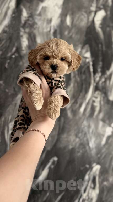 Собаки в Москве: Мальтипу f1  Девочка, 200 000 руб. - фото 4