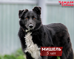 Собаки в других городах Московской области: Пушистый друг Мишель ждёт семью Мальчик, Бесплатно - фото 1