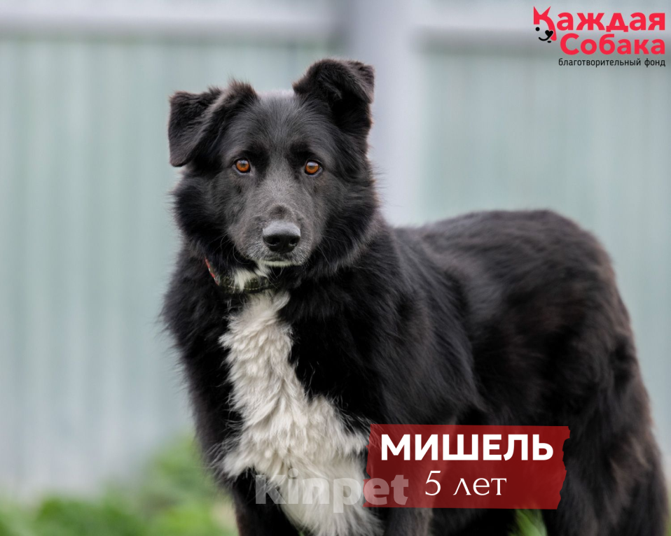 Собаки в других городах Московской области: Пушистый друг Мишель ждёт семью Мальчик, Бесплатно - фото 1