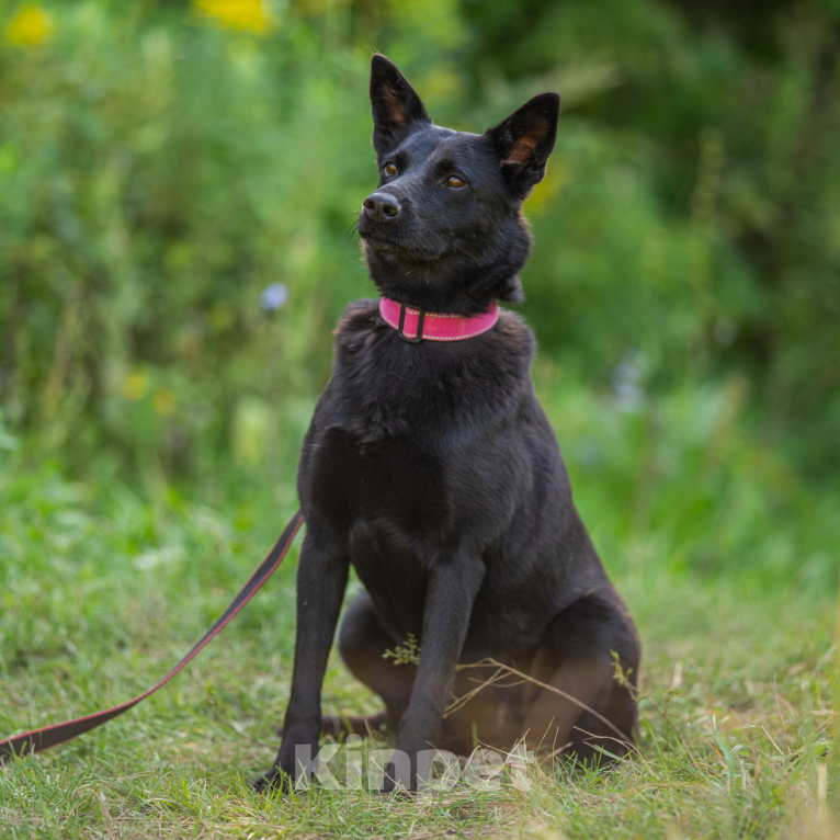 Собаки в Москве: Буся Девочка, Бесплатно - фото 3