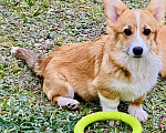 Собаки в Липецке: Щенок Вельш Корги Пемброк РКФ Девочка, 50 000 руб. - фото 2