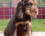 Собаки в Зеленограде: Английский кокер спаниель щенки Мальчик, 30 000 руб. - фото 2