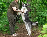 Собаки в других городах Московской области: Шаман якутенок Мальчик, Бесплатно - фото 8