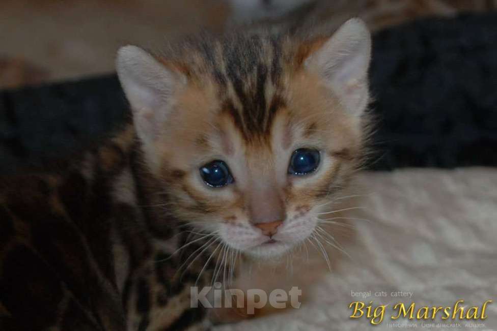 Кошки в Москве: Бенгальские котята. Девочка, 85 000 руб. - фото 4