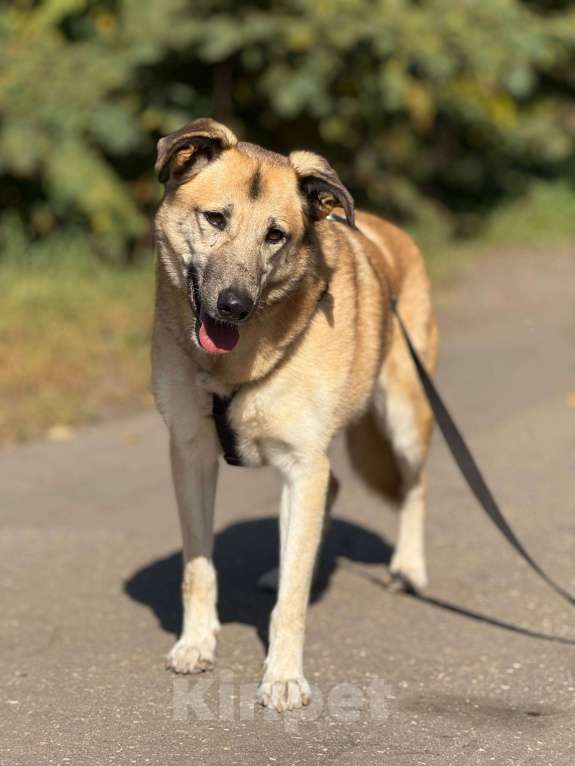 Собаки в Москве: Дейзи  Девочка, Бесплатно - фото 3
