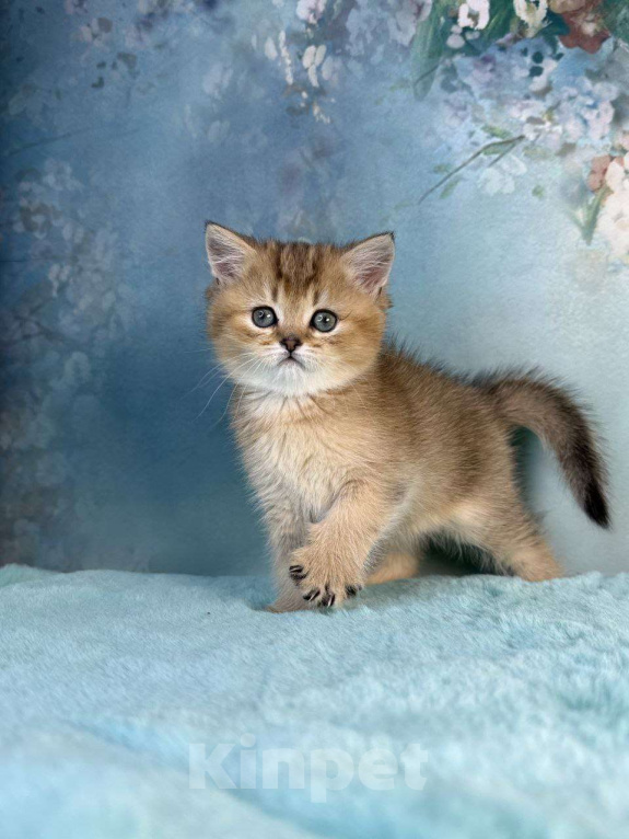 Кошки в Саранске: Прямоухая шотландская девочка золотая шиншилла Девочка, 45 000 руб. - фото 2