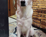 Собаки в Москве: Великолепный Плюш, красивый домашний пес  в добрые руки Мальчик, 10 руб. - фото 6