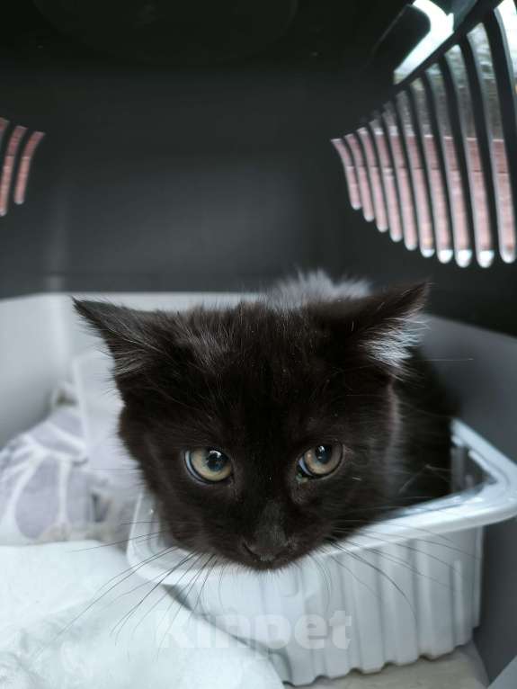 Кошки в Санкт-Петербурге: Сняли с дерева черное золотко Мальчик, 100 руб. - фото 2