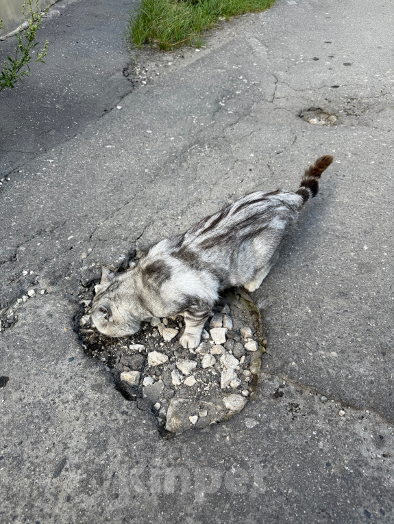 Кошки в Ореховом-Зуево: Спасите кошку Девочка, Бесплатно - фото 10