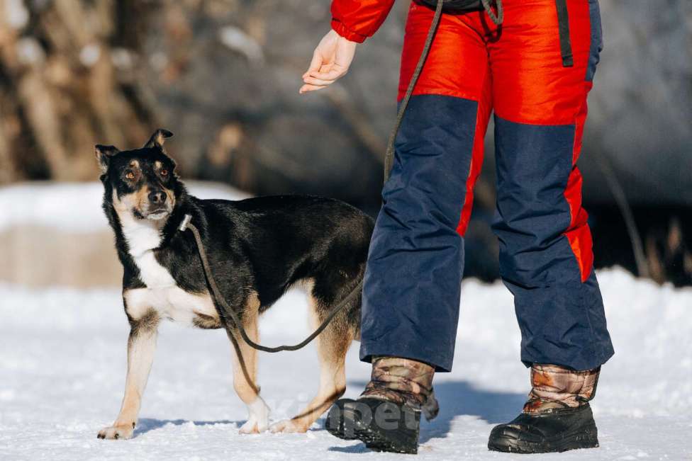 Собаки в Москве: Познакомьтесь с очаровательной Эн-ю!  Девочка, Бесплатно - фото 8