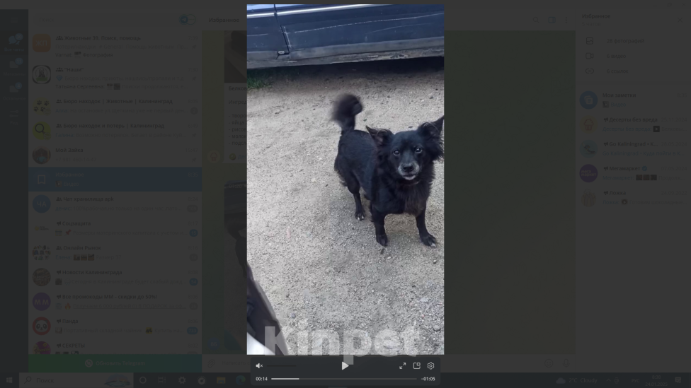 Собаки в Калининграде: Потерялась собака Девочка, 1 000 руб. - фото 2