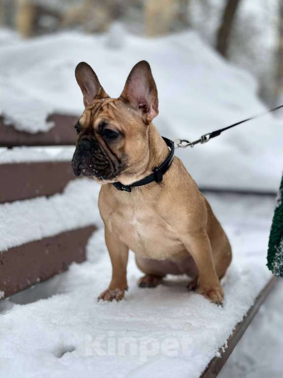Собаки в Москве: Девочка французского бульдога Девочка, 50 000 руб. - фото 1