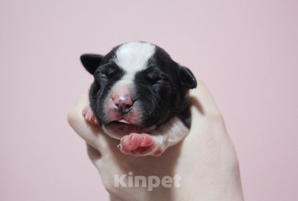 Собаки в Москве: Мальчики амстафф черного с белым окраса Мальчик, 80 000 руб. - фото 2