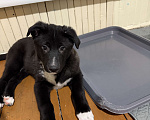Собаки в Наро-Фоминске: Щенок метис алабая Мальчик, Бесплатно - фото 2