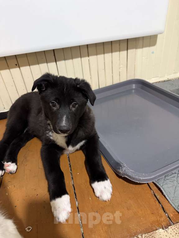 Собаки в Наро-Фоминске: Щенок метис алабая Мальчик, Бесплатно - фото 2