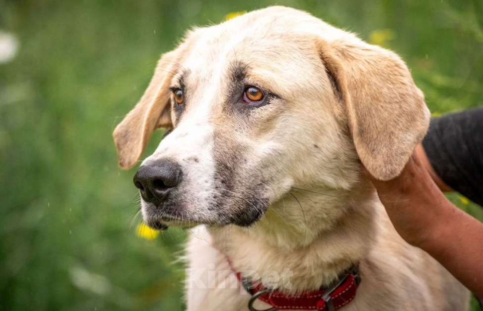 Собаки в других городах Владимирской области: Помесь алабая Сарбона в добрые руки Девочка, Бесплатно - фото 1
