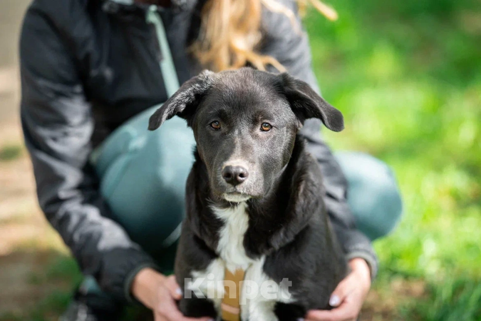 Собаки в Москве: Щенок в дар  Мальчик, Бесплатно - фото 7