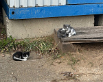 Кошки в других городах Московской области: Солнышки ищут дом Разнополые, Бесплатно - фото 1