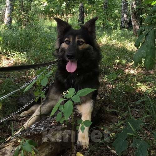 Собаки в Москве: Найджел Мальчик, Бесплатно - фото 4