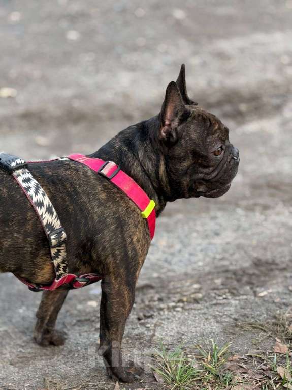 Собаки в Ногинске: Пряня ищет дом Мальчик, Бесплатно - фото 3