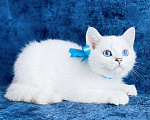 Кошки в Пушкино: Британский синеглазый котик! Шиншилла пойнт.  Мальчик, 15 000 руб. - фото 2