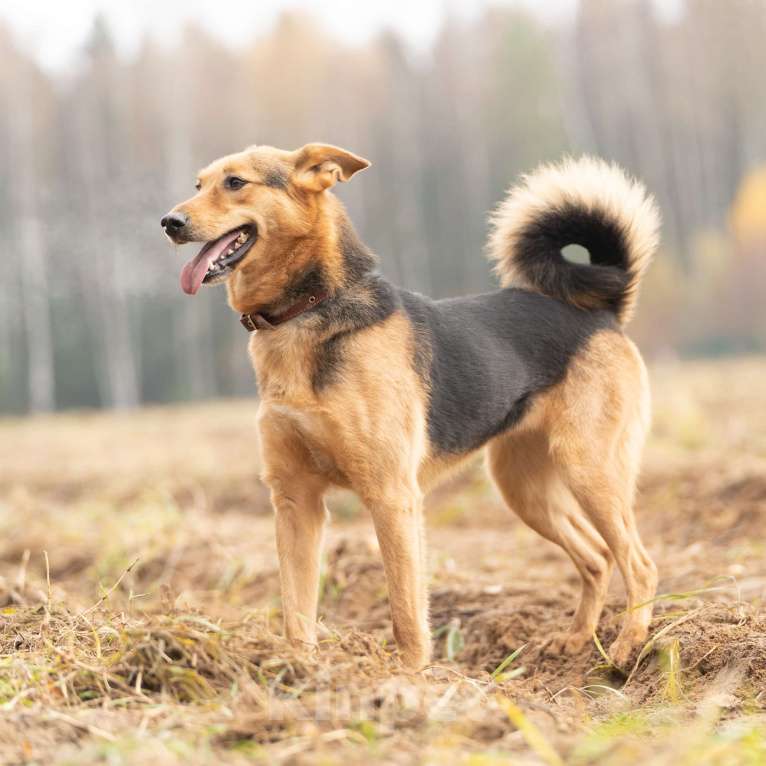 Собаки в Клине: Эрика — замечательная собака Девочка, Бесплатно - фото 5