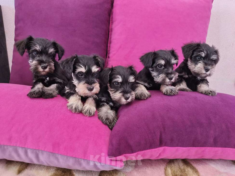 Собаки в Астрахани: Щенки цвергшнауцера Разнополые, 30 000 руб. - фото 1