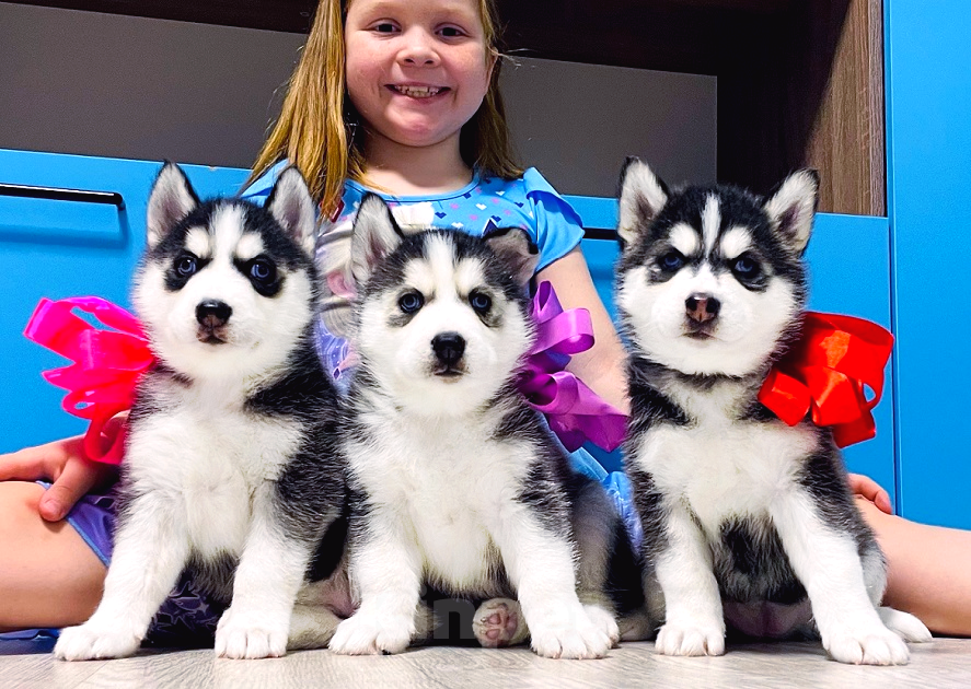 Собаки в Пушкино: Хаски Щенки Разных окрасов Разнополые, Бесплатно - фото 1
