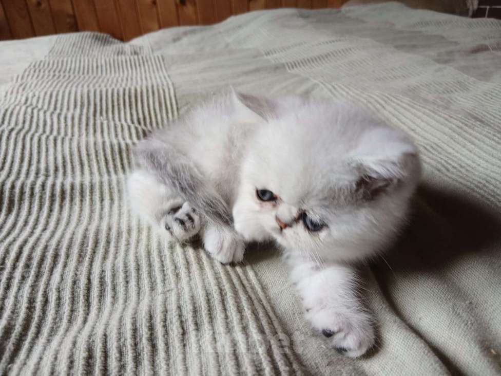 Кошки в других городах Московской области: Продается котенок породы экзотической короткошерстной Мальчик, 10 000 руб. - фото 5