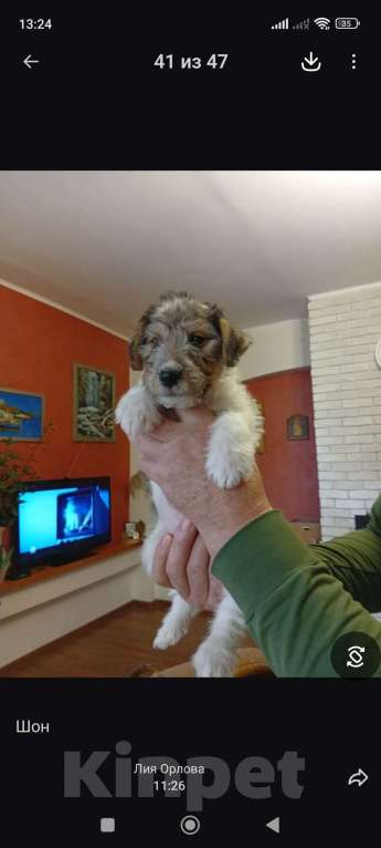 Собаки в Абинске: Продам щенка фокстерьера жескошерстного, хвост купирован, сам ест.Ждет хозяина. Мальчик, 15 000 руб. - фото 1