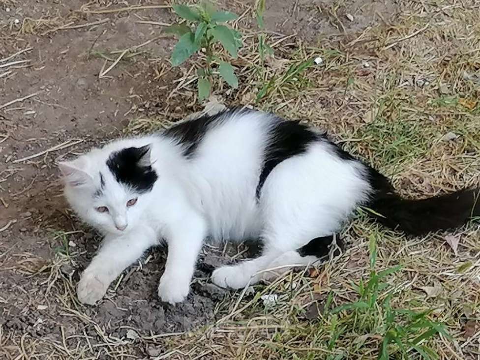 Кошки в Астрахани: Кошечка в добрые руки Девочка, Бесплатно - фото 2