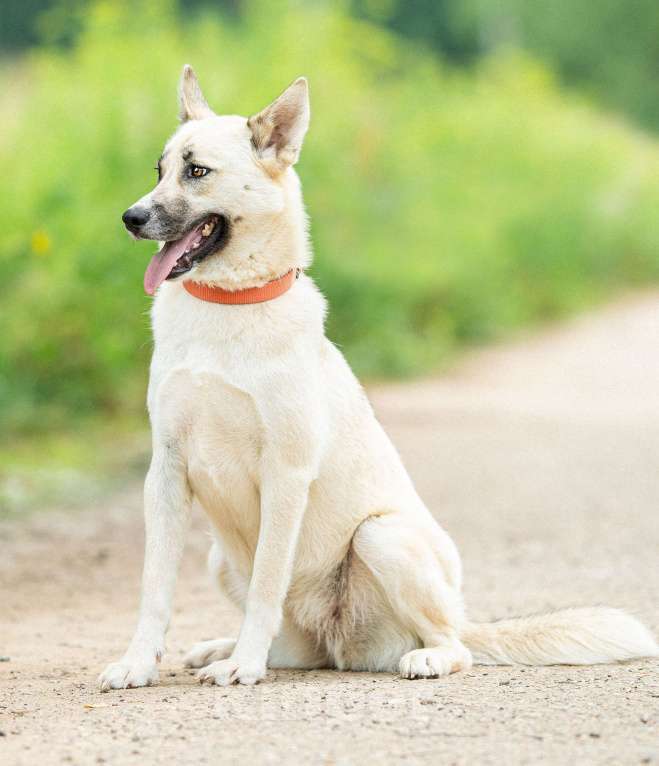 Собаки в Москве: Лапушка из приюта ищет дом Девочка, Бесплатно - фото 5